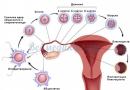 Первые признаки беременности: как определить интересное положение по ранним симптомам Ли розовые выделения быть признаком беременности