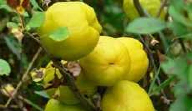 Хеномелес – северный лимон Желтые кислые плоды на кустах