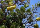 खजुराच्या झाडांवर कोणत्या प्रकारची फळे आहेत?  खाण्यायोग्य पाम फळे.  हृदय आरोग्य आणि मधुमेह