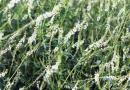 Sweet clover yellow (medicinal) Sweet clover white honey plant