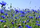Chabry polne Chaber niebieski kwiat