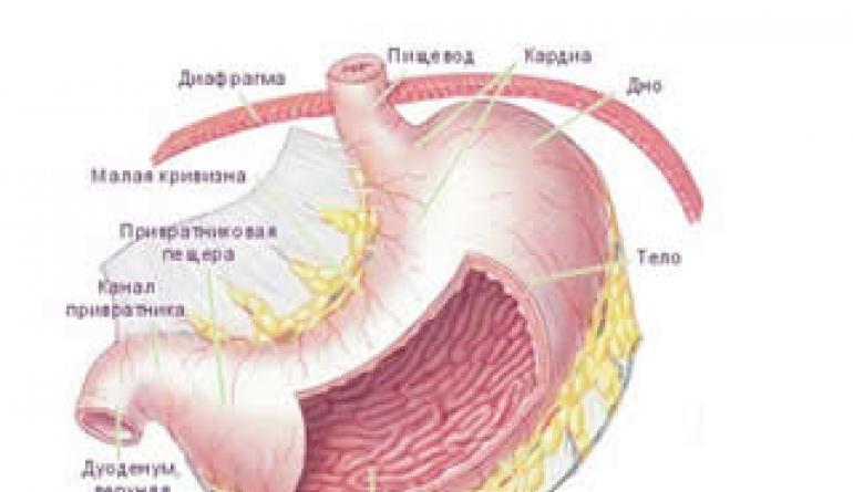 Objawy zapalenia błony śluzowej żołądka u dorosłych i jego leczenie Objawy zapalenia żołądka