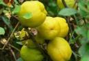 Chaenomeles - северен лимон Жълти кисели плодове по храстите.