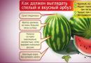 Jak wybrać dojrzałego i słodkiego arbuza - sposoby określenia na podstawie dźwięku, suchego ogona i koloru paska Jak rozpoznać dojrzałego arbuza