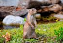 Steppemarmot (baibak) (Marmota bobak) Baibak beschrijving van levensstijl en winterslaap