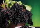 Black elderberry jam Recipe para sa elderberry jam na may mga bulaklak