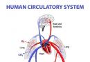 Значение на кръвоносната система