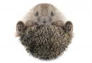 Čo ochorejú ježkovia vo voľnej prírode?