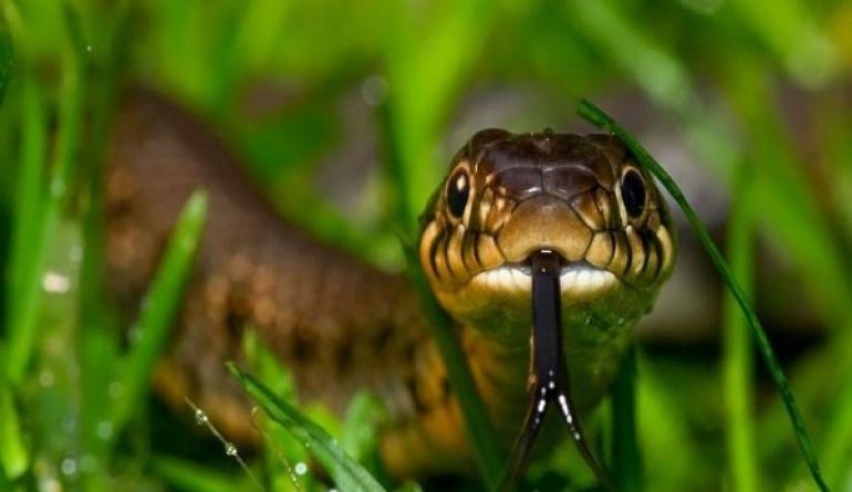 Побачити уві сні водяну змію