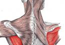 पाठीचा इन्फ्रास्पिनॅटस स्नायू.  कार्ये आणि रचना.  Infraspinatus स्नायू: कार्ये, स्थान, व्यायाम Supraspinatus आणि infraspinatus स्नायू
